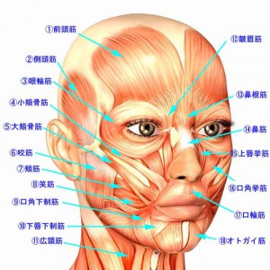 顔の筋肉1